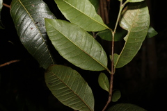 Backhousia citriodora