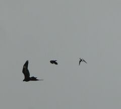Corvus mellori