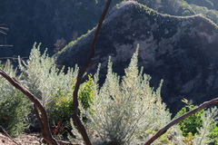 Aspalathus florifera