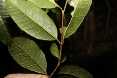 Backhousia citriodora