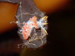 Coryphella trilineata