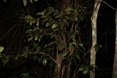 Backhousia citriodora