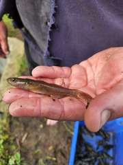 Philypnodon grandiceps