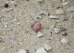 Austrocochlea porcata