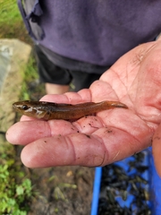 Philypnodon grandiceps