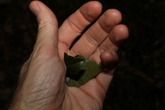 Backhousia citriodora