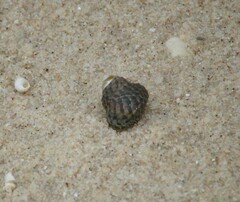 Austrocochlea porcata