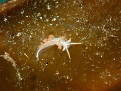 Coryphella trilineata