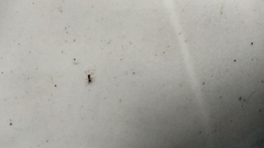 Formicidae