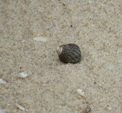 Austrocochlea porcata