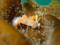 Coryphella trilineata