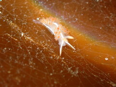 Coryphella trilineata