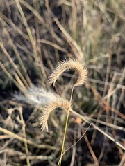 Bouteloua gracilis