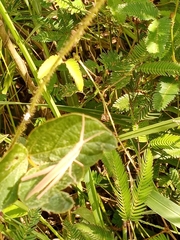 Acrida cinerea