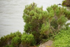 Tecticornia arbuscula