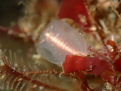 Clavelina huntsmani