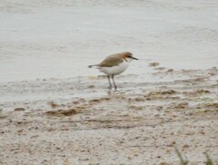 Charadrius ruficapillus