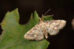 Metasia ophialis