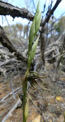Pterostylis roensis
