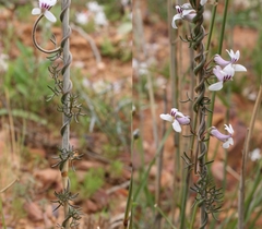 Cyphia dentariifolia