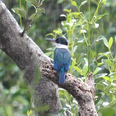 Todiramphus sordidus