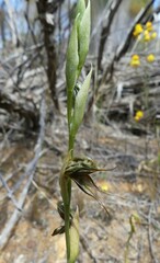 Pterostylis roensis