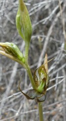 Pterostylis roensis