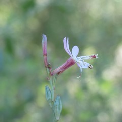 Oenothera podocarpa