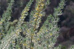 Aspalathus florifera