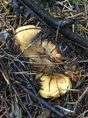 Cantharellus formosus