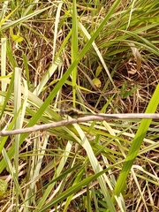 Anisoptera