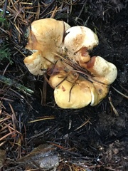 Cantharellus formosus