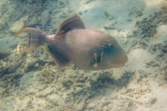 Pseudobalistes flavimarginatus