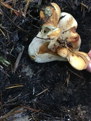 Cantharellus formosus