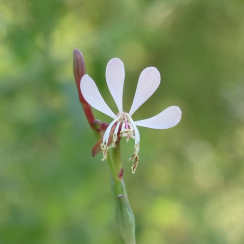 harlequinbush (Oenothera hexandra)