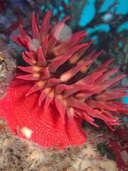 Cribrinopsis albopunctata