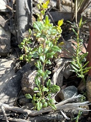 Xanthosia stellata