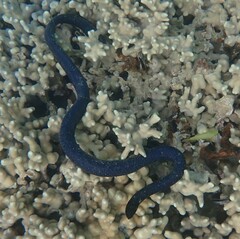 Emydocephalus annulatus