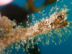 Hydrozoa