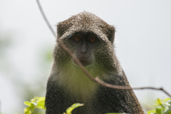 Cercopithecus mitis albogularis