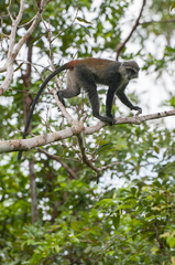 Cercopithecus mitis albogularis