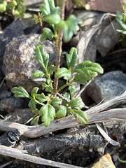 Xanthosia stellata
