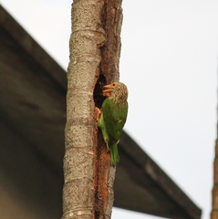Psilopogon lineatus