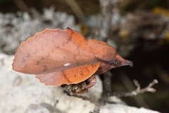 Gastropacha quercifolia