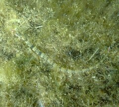 Corythoichthys haematopterus