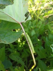 Theretra silhetensis