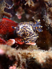 Polycera atra