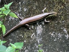 Eutropis longicaudata