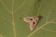 Mecyna asinalis
