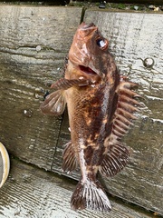 Sebastes auriculatus